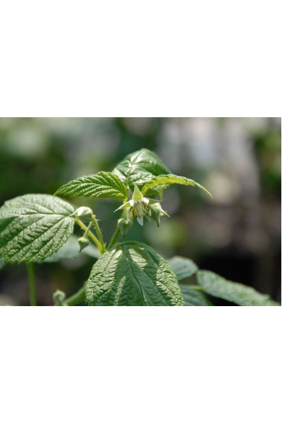 Rubus idaeus ‘All Gold’